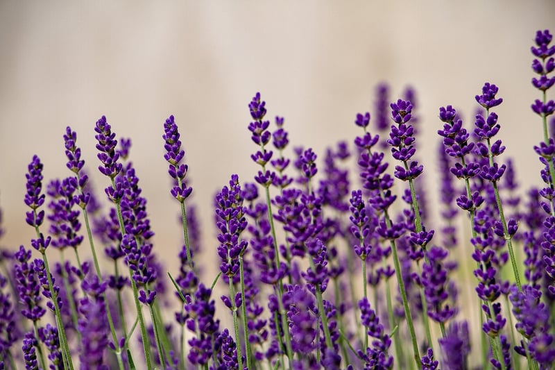 Sacred Herbs